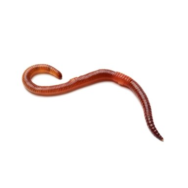 Sliekai